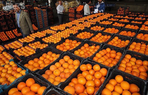 450 تن میوه شب عید در شهرستان ورامین توزیع می شود 450 تن میوه شب عید در شهرستان ورامین توزیع می شود