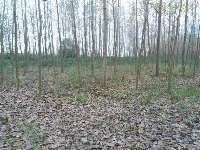 200 هكتار طرح زراعت چوب در خراسان شمالي انجام شد
