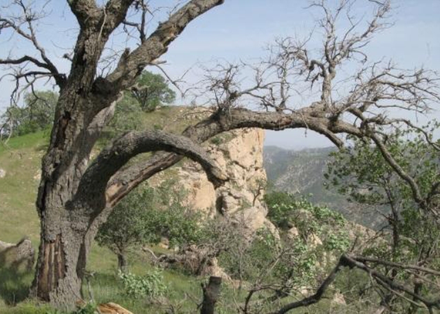 مرگ تدریجی درختان بلوط جنگل های مازندران - ایرنا