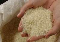 خريد توافقي برنج محلي در مازندران آغاز شد