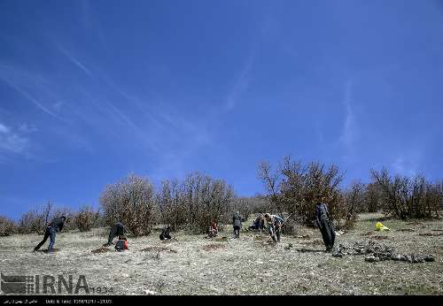 دالاهو از زیستگاه‌های مهم و غنی گونه‌های گیاهی در استان کرمانشاه است