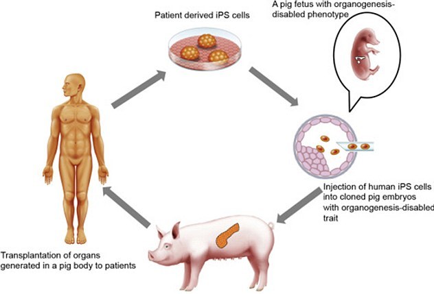 نزدیك شدن محققان به پرورش اندام انسان در بدن خوك