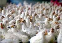 187 هزار تن گوشت مرغ در گلستان تولید شد