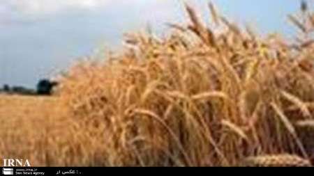 مبارزه با سن گندم در 150 هزار هكتار مزارع خراسان رضوي انجام شد