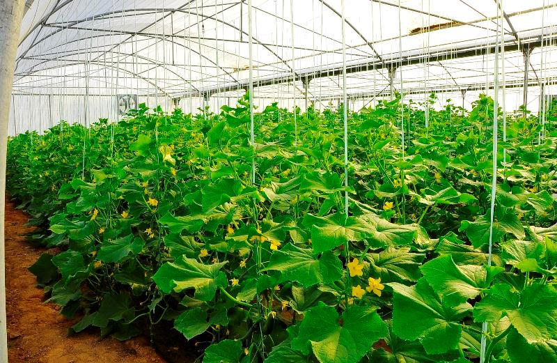 سالانه 9610 تن محصولات گلخانه ای در رودان تولید می شود سالانه 9610 تن محصولات گلخانه ای در رودان تولید می شود