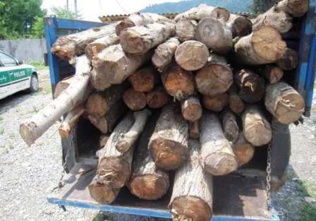 11تن چوب قاچاق در گیلان كشف شد