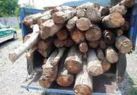 11تن چوب قاچاق در گیلان كشف شد