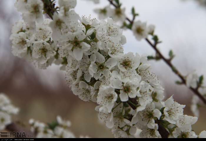 شکوفه های بهاری در سمنان