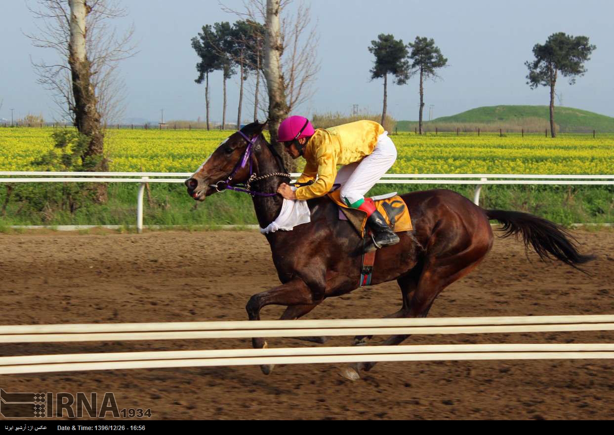 Horse racing in northern Iran