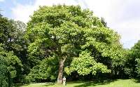 يك جنگل‌شناس: ترويج كاشت درخت پالونيا درشمال كشور بايد محتاطانه باشد