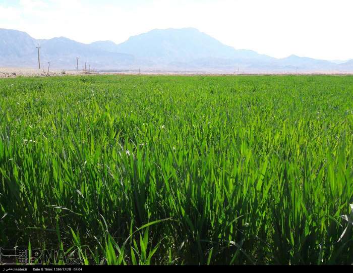 اجرای موفق الگوی کشت به همکاری همه دستگاه‌ها بستگی دارد/ کشت ۱۶ محصول اساسی در فاز نخست