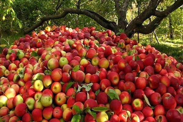 Iranische Apfelexporte erreichen 535.000 Tonnen Iranische Apfelexporte erreichen 535.000 Tonnen