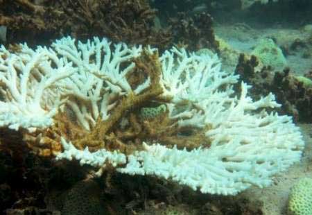 مرگ آبسنگ های مرجانی براثر اسیدی شدن اقیانوس ها