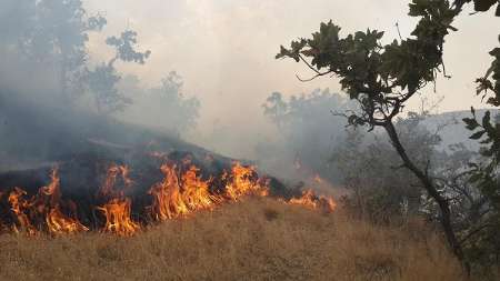 جنگل كوهستانی مرزن آباد چالوس دچار آتش سوزی شد