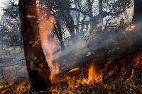 آتش سوزي جنگل هاي بخش مرزن آباد چالوس همچنان ادامه دارد