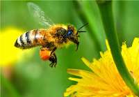 تلاش 19ساله محققان ایرانی برای بی نیازی از واردات ملكه زنبور عسل