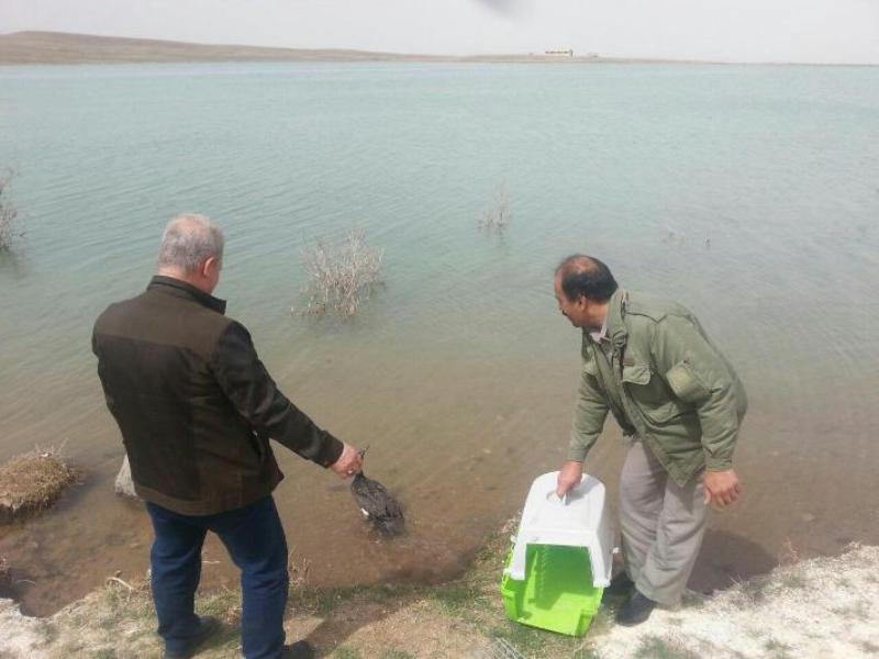 يك قطعه پرنده باكلان پس از بهبودي به طبيعت بازگشت يك قطعه پرنده باكلان پس از بهبودي به طبيعت بازگشت