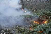 افزون بر 250 هكتار از اراضي جنگلي و باغ هاي گيلان در آتش سوخت