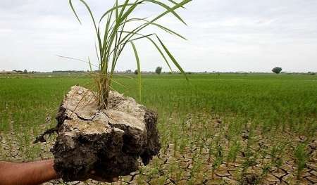 سایه كم رنگ بیمه بر زراعت برنج در مازندران