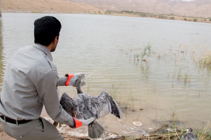 20 باكلان گرفتار در تالاب طبس نجات یافتند