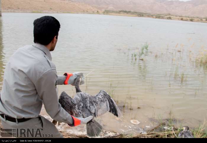 شهروندان از دست‌زدن به پرندگان زخمی پرهیز کنند