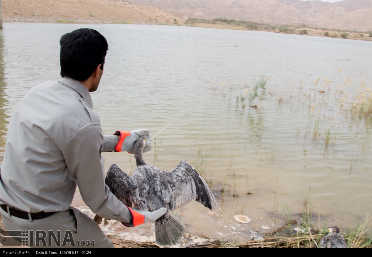 شهروندان از دست‌زدن به پرندگان زخمی پرهیز کنند