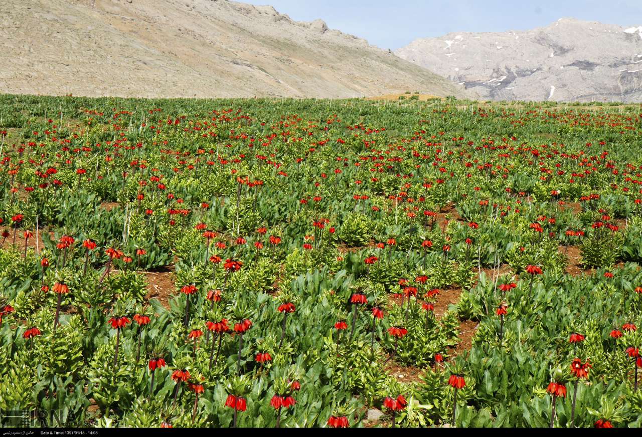 این لاله‌های گریان مهربانی را می‌فهمند