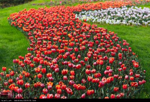 Tulip festival in western Iran