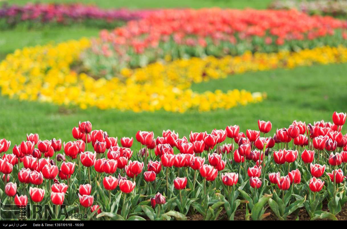 Tulip festival in western Iran