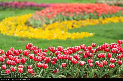 Tulip festival in western Iran