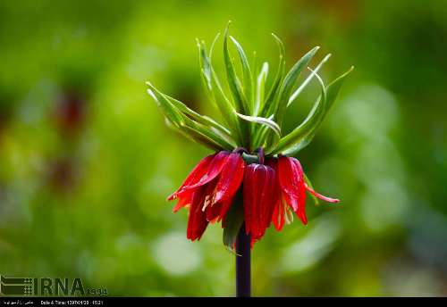 Tulip plain in western Iran