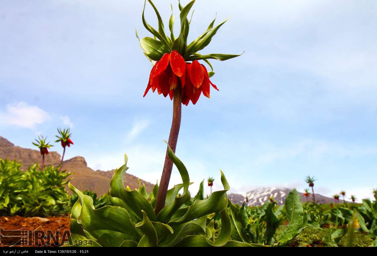 Tulip plain in western Iran