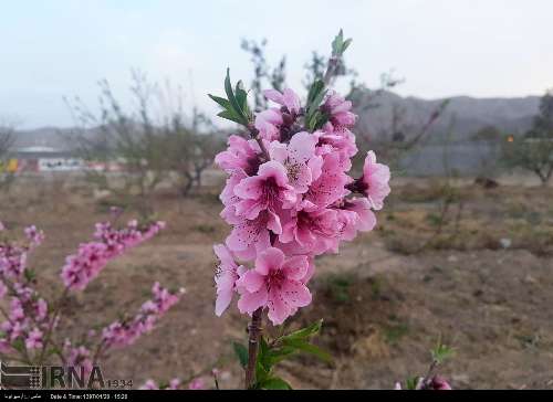 Celebration of spring blossoms at northwestern Iran