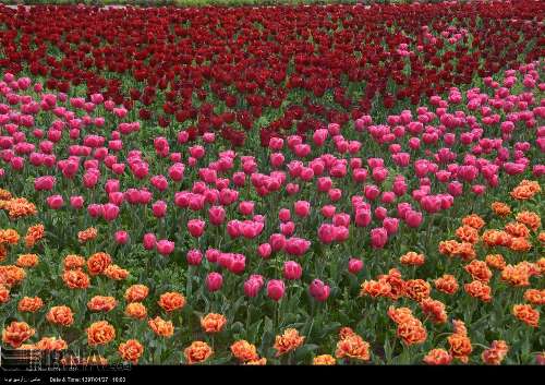 Karaj celebra el VI festival de tulipanes