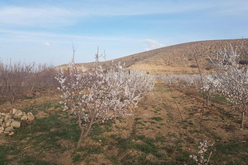 باغداران شرق سمنان مراقب سرمازدگي درختان باشند