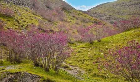 ارغوان دره جاذبه بهاری گردشگران مشهدی