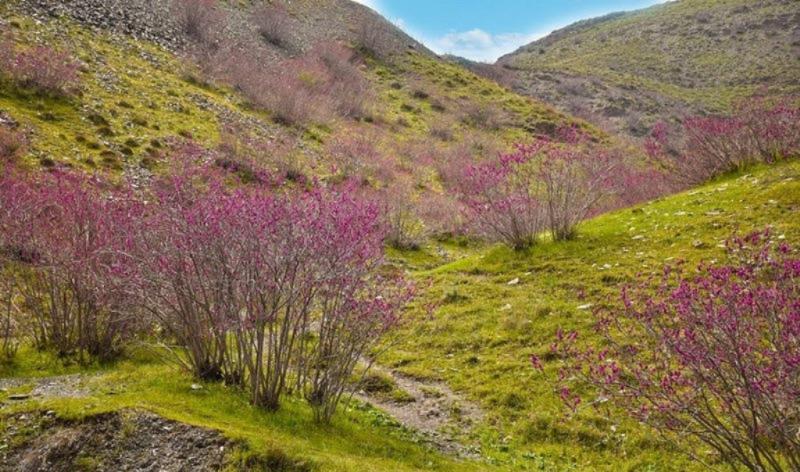 ارغوان دره جاذبه بهاری گردشگران مشهدی