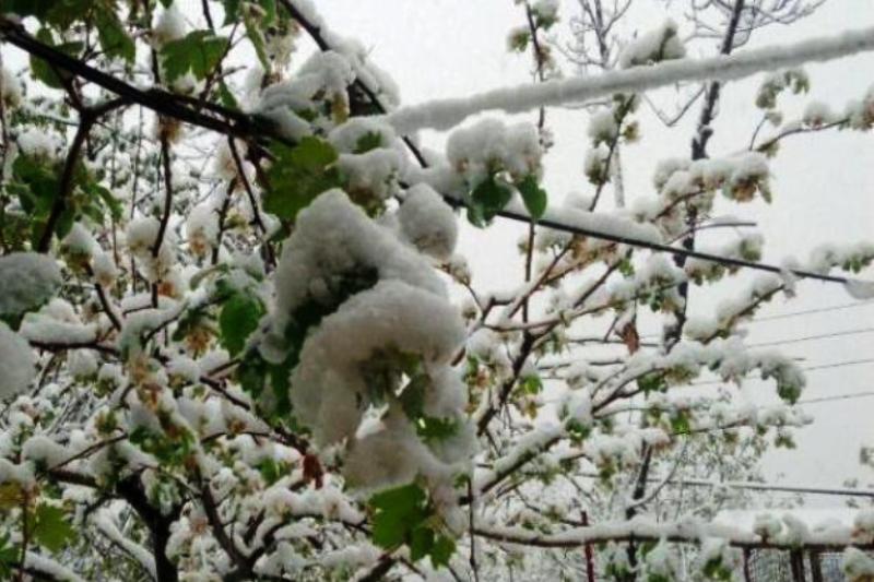 سرما چهار هزار ميليارد ريال به كشاورزي سمنان خسارت زد سرما چهار هزار ميليارد ريال به كشاورزي سمنان خسارت زد