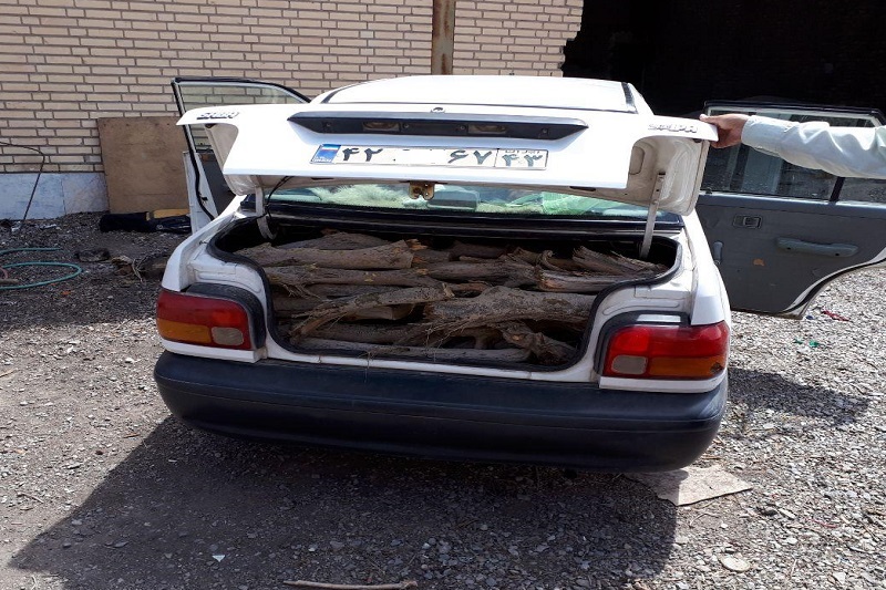 1.1 تن چوب تاغ قاچاق در جنگل فخره كشف شد