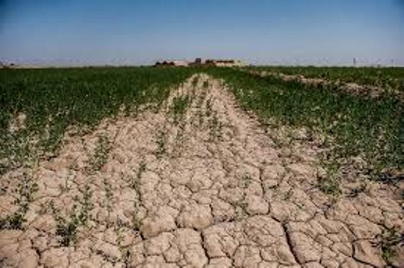 پای خشكسالی بر گلوی اقتصاد شرق مازندران پای خشكسالی بر گلوی اقتصاد شرق مازندران