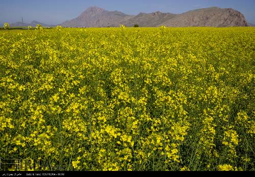 سطح کشت قراردادی کلزا در استان کرمانشاه به ۸۰۰ هکتار رسید