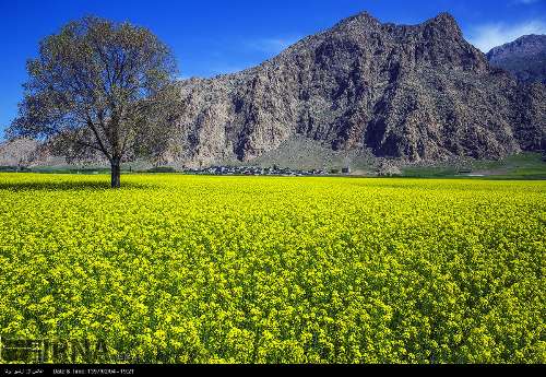 Hermoso paisaje de flores de colza