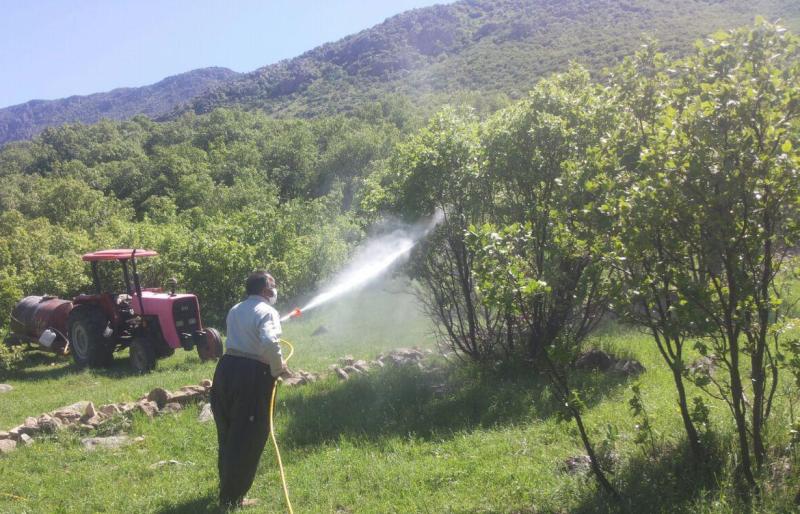 مبارزه با آفت جوانه خوار در جنگل هاي سروآباد آغاز شد