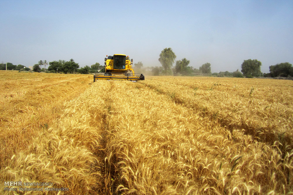 گندم كشاورزان خراسان شمالی در 30 مركز خریداری می شود