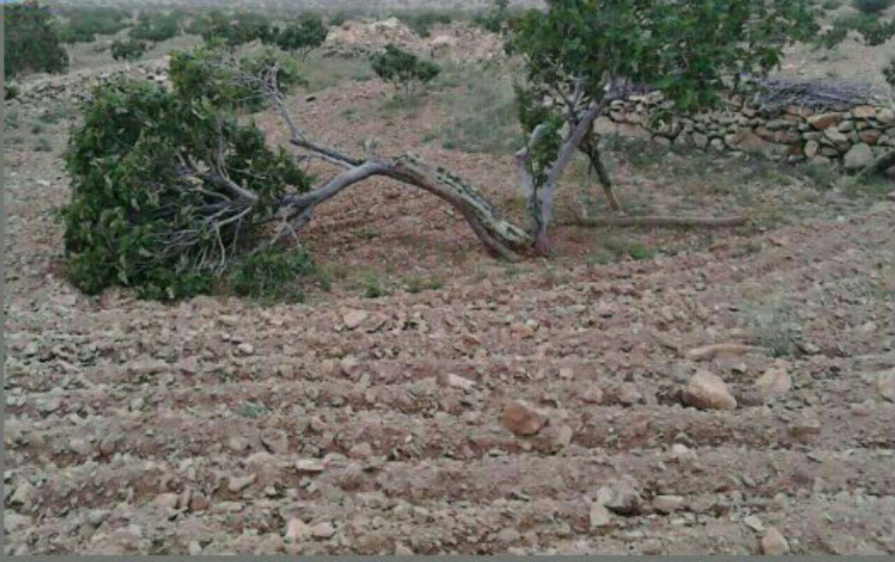 طوفان به 500 نهال انجیر در جهرم زیان رساند طوفان به 500 نهال انجیر در جهرم زیان رساند