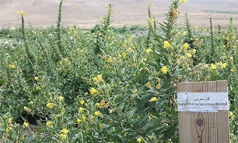 166 گونه گیاهی در اردبیل جمع آوری شد 166 گونه گیاهی در اردبیل جمع آوری شد