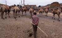 شترداری در گلستان رونق می گیرد