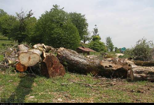 قطع ۴۰۰۰ درخت در الیمالات مازندران صحت ندارد