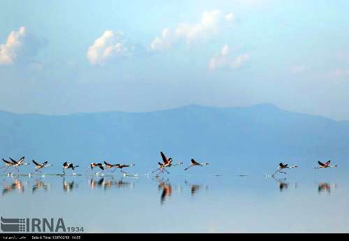 Regreso de los flamencos al lago Urmia