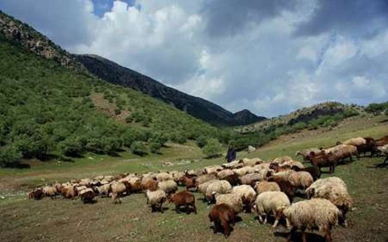 92 طرح مرتعداری درالبرز به تصویب رسید